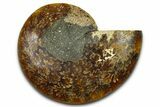 Cut & Polished Ammonite Fossil (Half) - Madagascar #377632-1